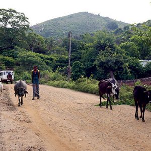 Leopard kills 10-yr-old boy at M.M. Hills