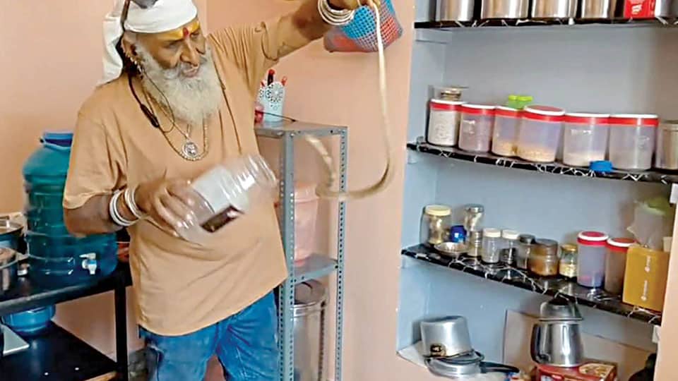 Snake in kitchen rescued