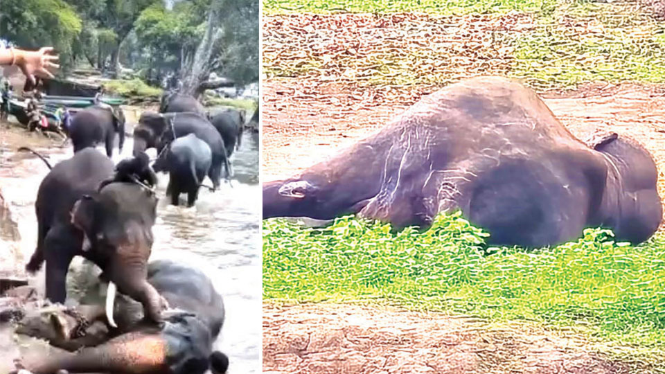Elephant Jai Marthanda dies at Dubare after Kanjan’s attack