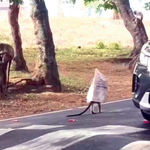 Monkey prank renews debate on plastic menace in Bandipur forest
