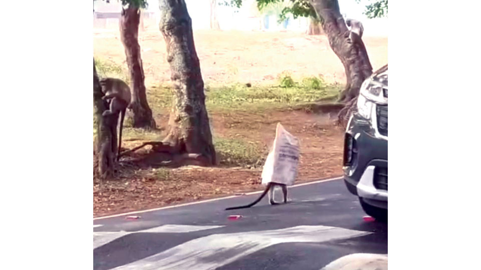 Monkey prank renews debate on plastic menace in Bandipur forest