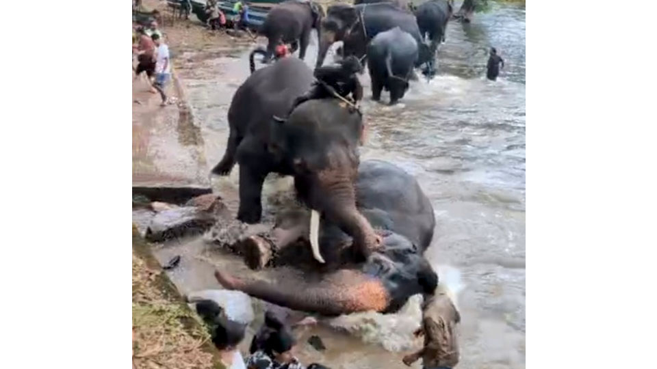 Tourist, elephant deaths at Dubare Elephant Camp: Lokayukta initiates suo motu probe, summons two officials