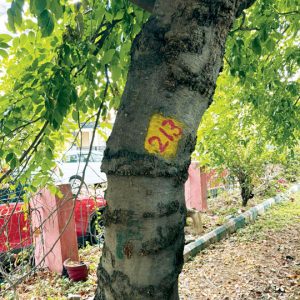 Felling of 561 trees: A Daylight Highway Robbery!