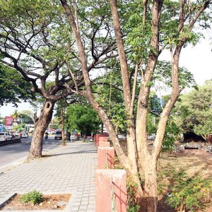 Protect Mysuru’s Green Heritage
