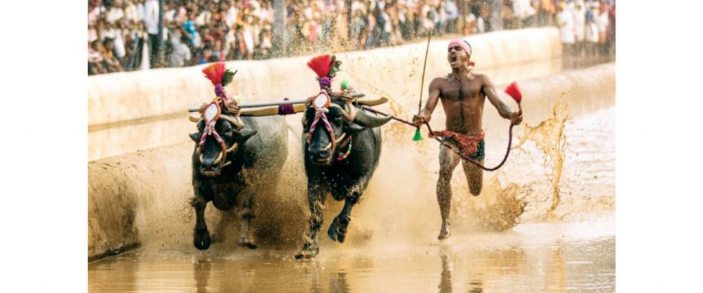 Kambala set to debut at Mysuru Dasara this year