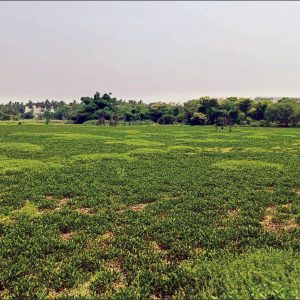 Sewage inflow chokes historic Thippayyanakere