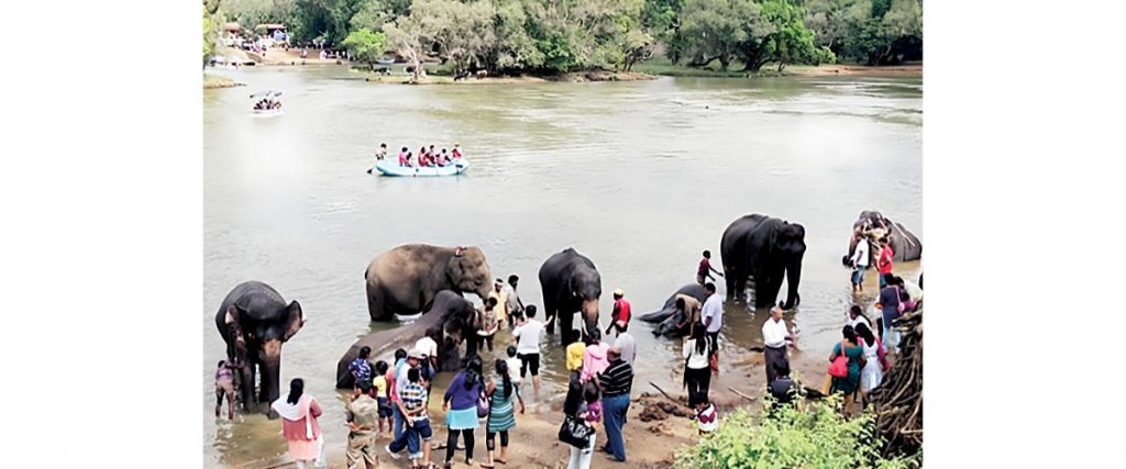 Echo of tragedy at Dubare Elephant Camp: Elephant camps get new safety guidelines 