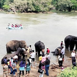 Echo of tragedy at Dubare Elephant Camp: Elephant camps get new safety guidelines