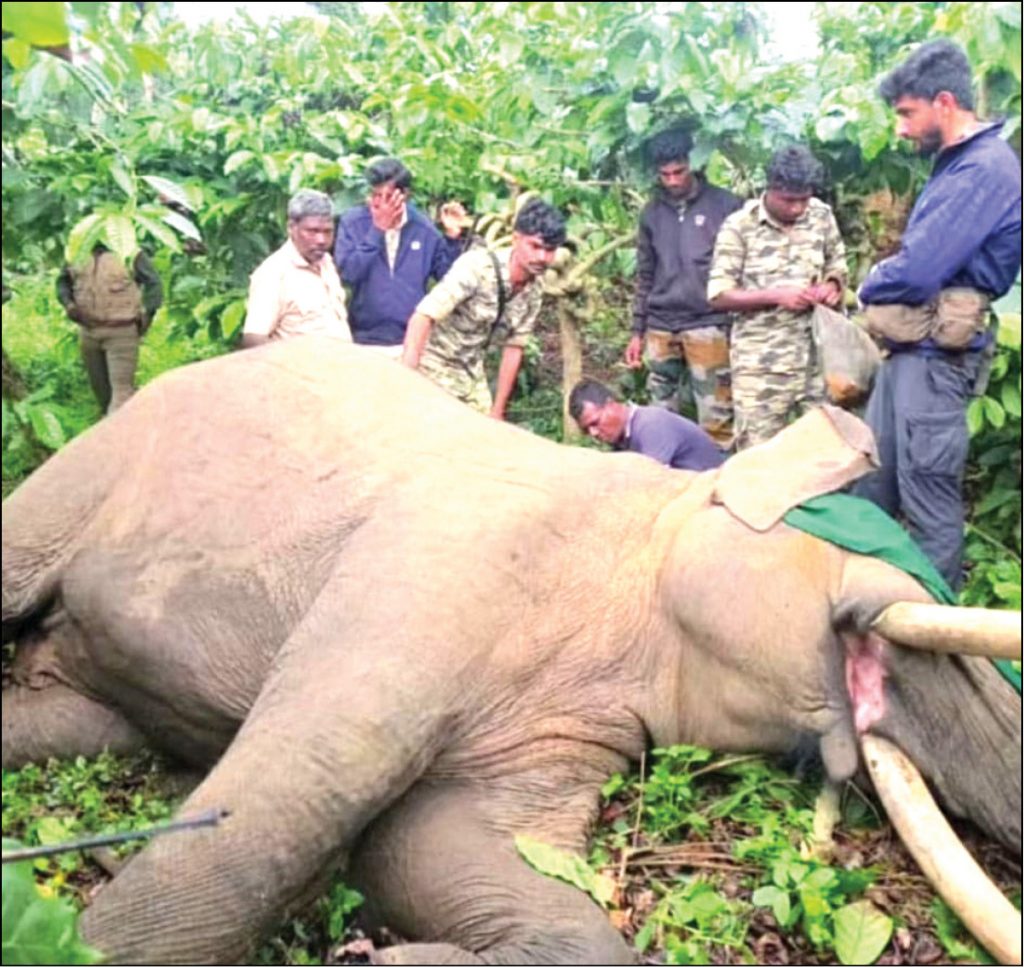 Hunt on for elephant that killed retired IGP’s wife