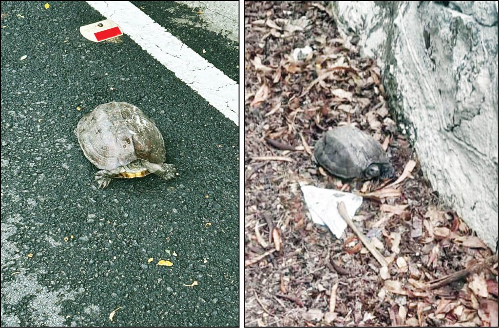 Tortoises under threat atop Chamundi Hill