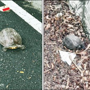 Tortoises under threat atop Chamundi Hill