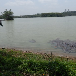 Beyond Hebbal Lake: Civic responsibility holds key