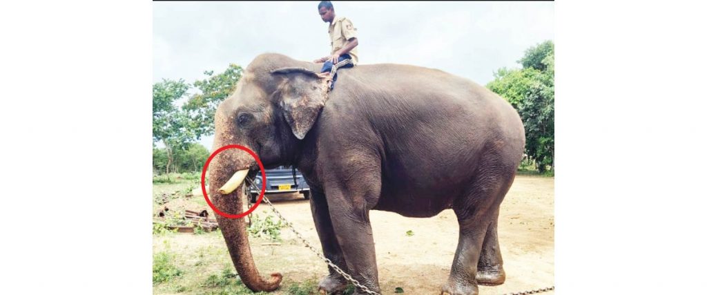 Howdah-carrier Abhimanyu’s tusk half-broken
