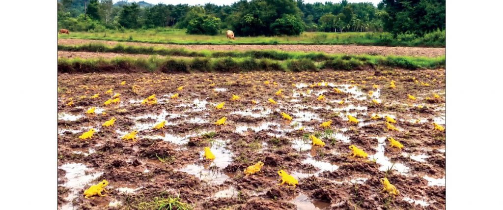 Yellow bullfrogs swarm Kodagu paddy fields