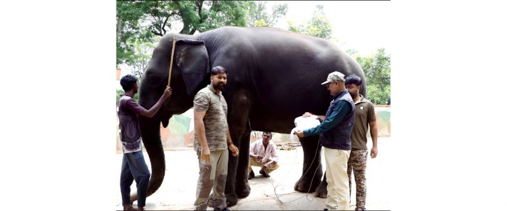 ECG for Elephants!