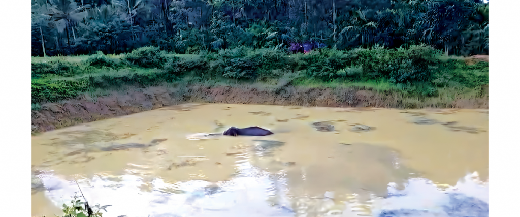 Stuck in pond for 2 days!