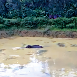 Stuck in pond for 2 days! 