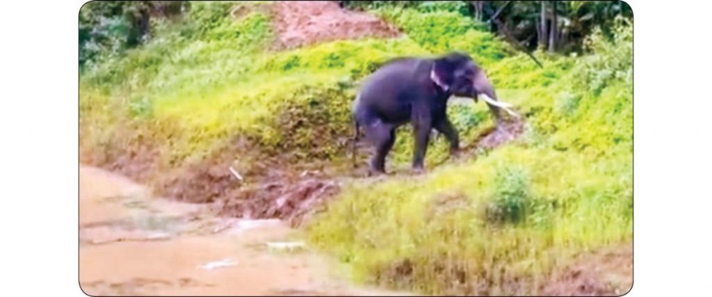 After 2-day ordeal…: Elephant walks out of estate pond