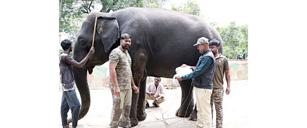 Female Dasara elephants face rigorous health checks