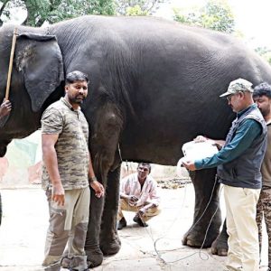 Female Dasara elephants face rigorous health checks