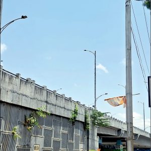 Plants aplenty on side walls of flyover slabs!