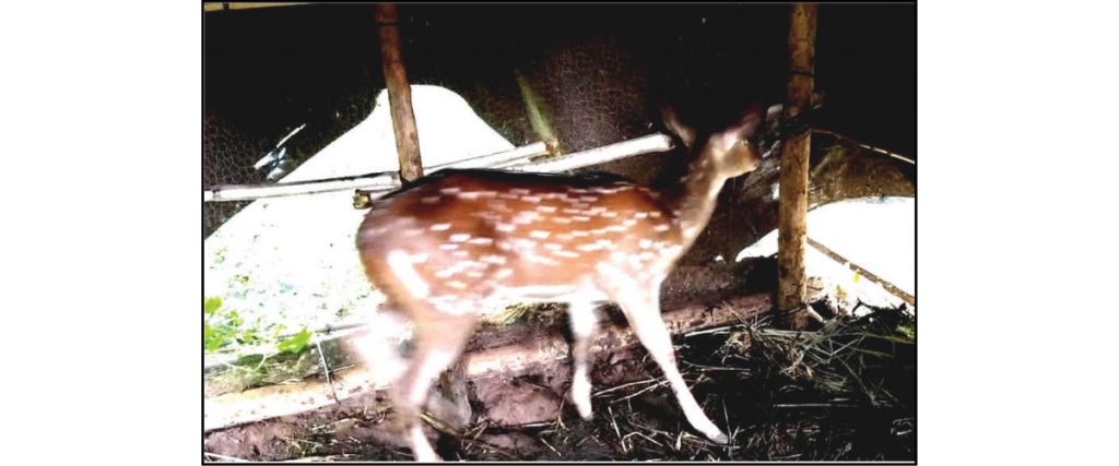Forest Beat Guard accused of killing deer; arrested