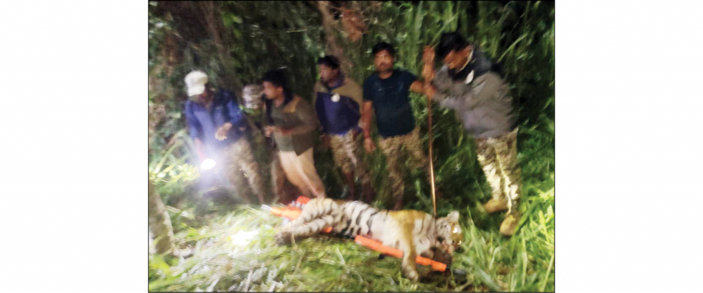 Tigress, five cubs captured near Saragur