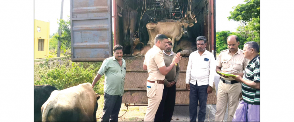 Over 65 cattle being transported to slaughter house rescued