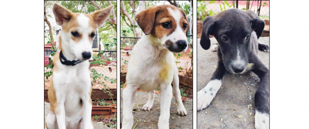 Star Pups: Adopt us…
