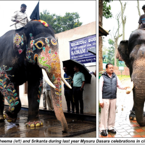 Bheema, Srikanta, Harsha in musth