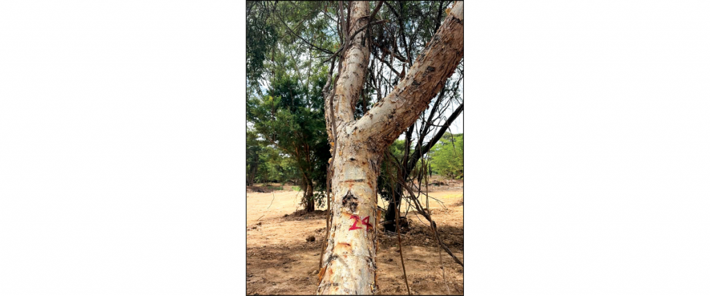 Tree Toll