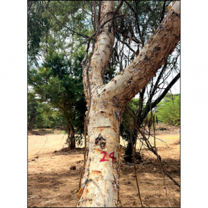 Tree Toll