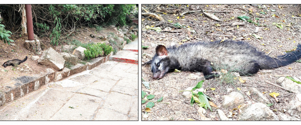 Civet cat found dead near Chamundi Hill steps
