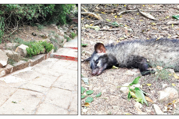 Civet cat found dead near Chamundi Hill steps