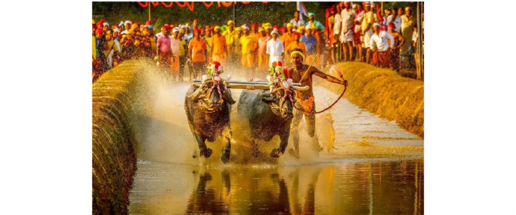 Do we need Kambala in Mysuru Dasara?