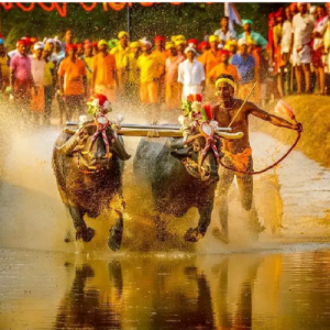 Do we need Kambala in Mysuru Dasara?