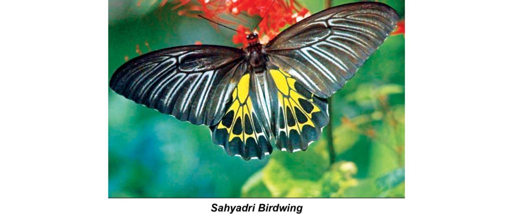 Butterfly monitoring for a healthy ecosystem