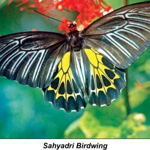 Butterfly monitoring for a healthy ecosystem