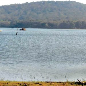 Sewage water from Saragur and H.D. Kote polluting Kabini backwaters