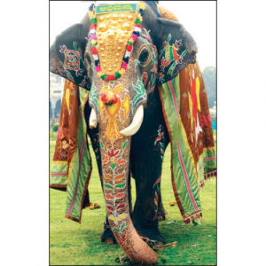 Abhimanyu to be 'Nishane' elephant this year