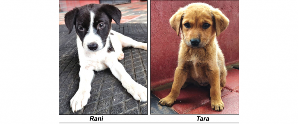 Star Pups Adopt us…