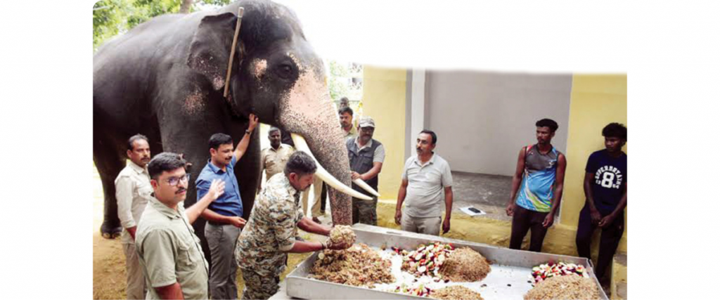 Nobody wants to feed Dasara Jumbos?!