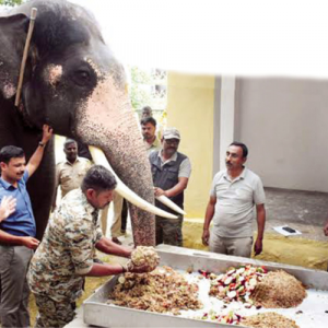 Nobody wants to feed Dasara Jumbos?!