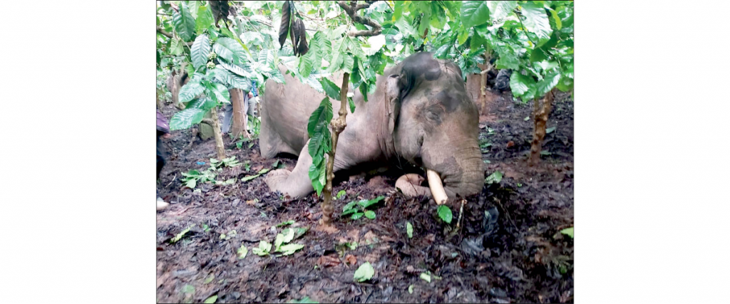 Elephant electrocuted