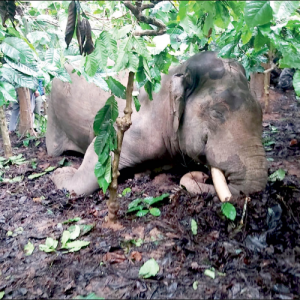 Elephant electrocuted