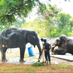 Dasara jumbos relax at Aranya Bhavan