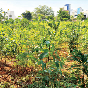 MCC to develop two more Miyawaki Parks
