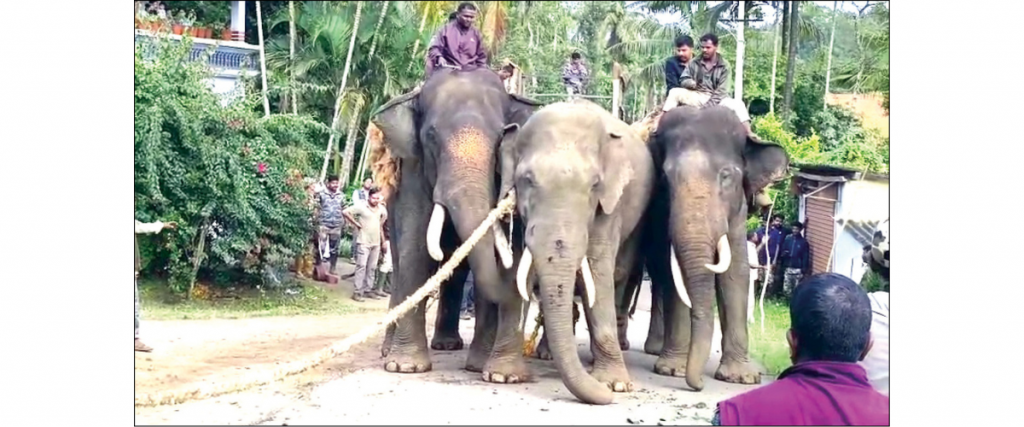 Three Dasara elephants on wild elephant capture duty