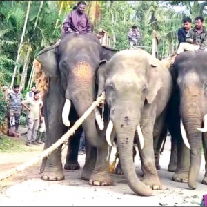 Three Dasara elephants on wild elephant capture duty