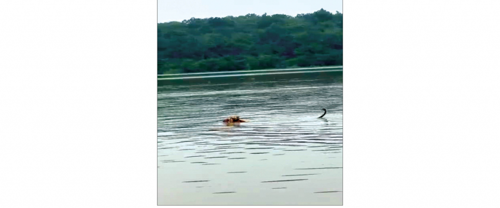 Tiger swims across flooded Kapila River to reach Nagarahole Forest